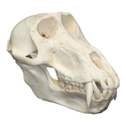 Replica Hamadryas Baboon Skull (Male)