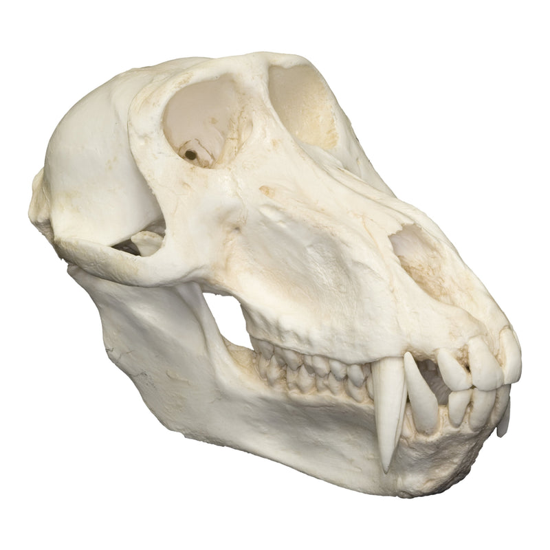 Replica Hamadryas Baboon Skull (Male)