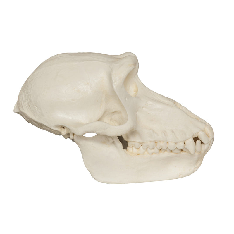 Replica Hamadryas Baboon Skull - Female