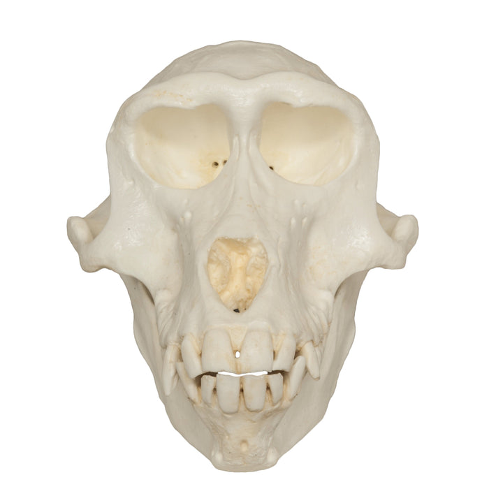 Replica Hamadryas Baboon Skull - Female
