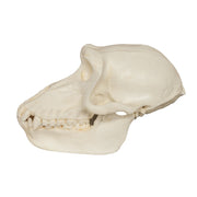 Replica Hamadryas Baboon Skull - Female