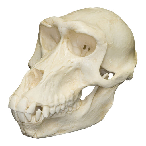 Replica Hamadryas Baboon Skull - Female