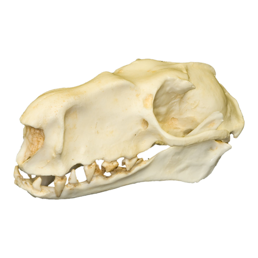 Replica Male Hammerhead Fruit Bat Skull For Sale — Skulls