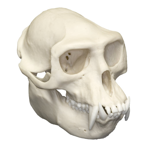 Replica Hanuman Langur Skull