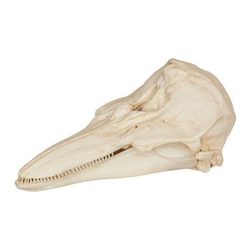 Replica Harbor Porpoise Skull
