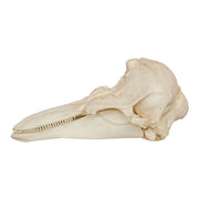 Replica Harbor Porpoise Skull