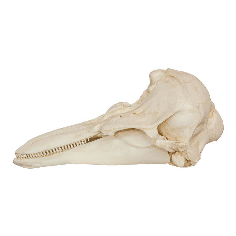 Replica Harbor Porpoise Skull