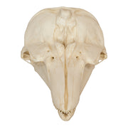 Replica Harbor Porpoise Skull