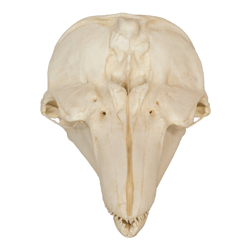 Replica Harbor Porpoise Skull