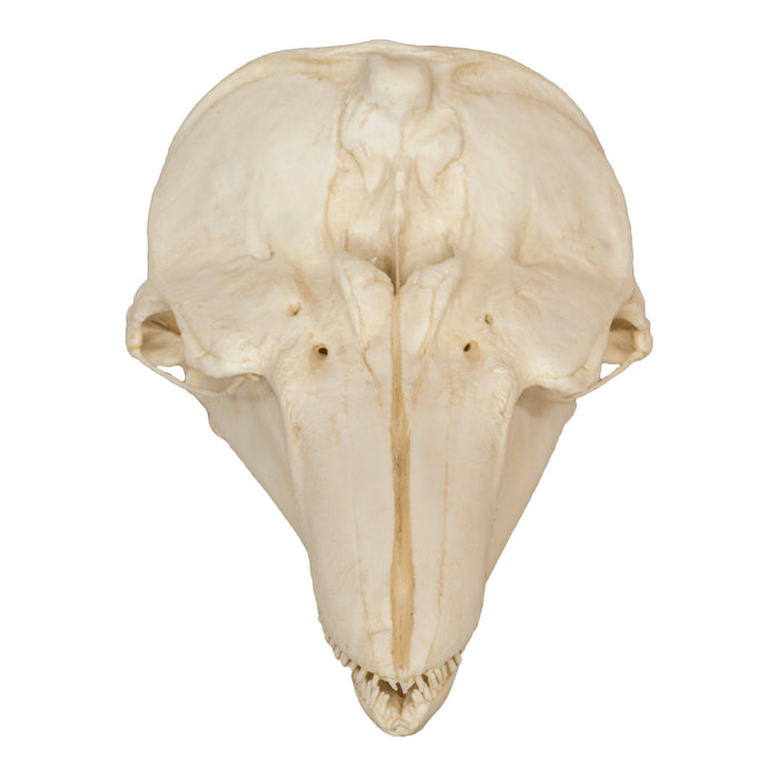 Replica Harbor Porpoise Skull