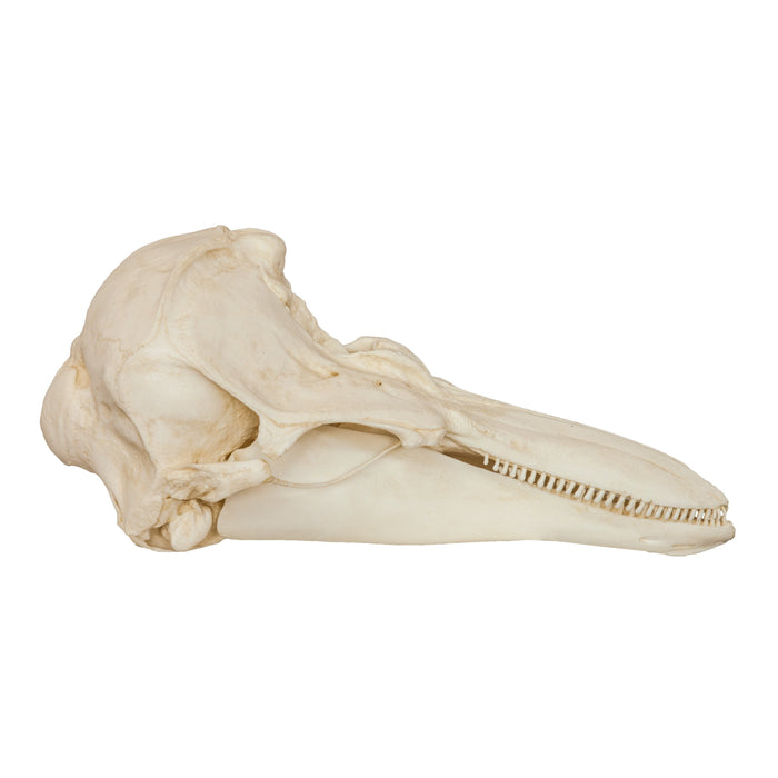 Replica Harbor Porpoise Skull