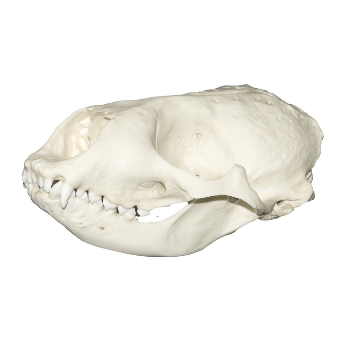 Replica Harbor Seal Skull