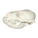 Replica Harbor Seal Skull
