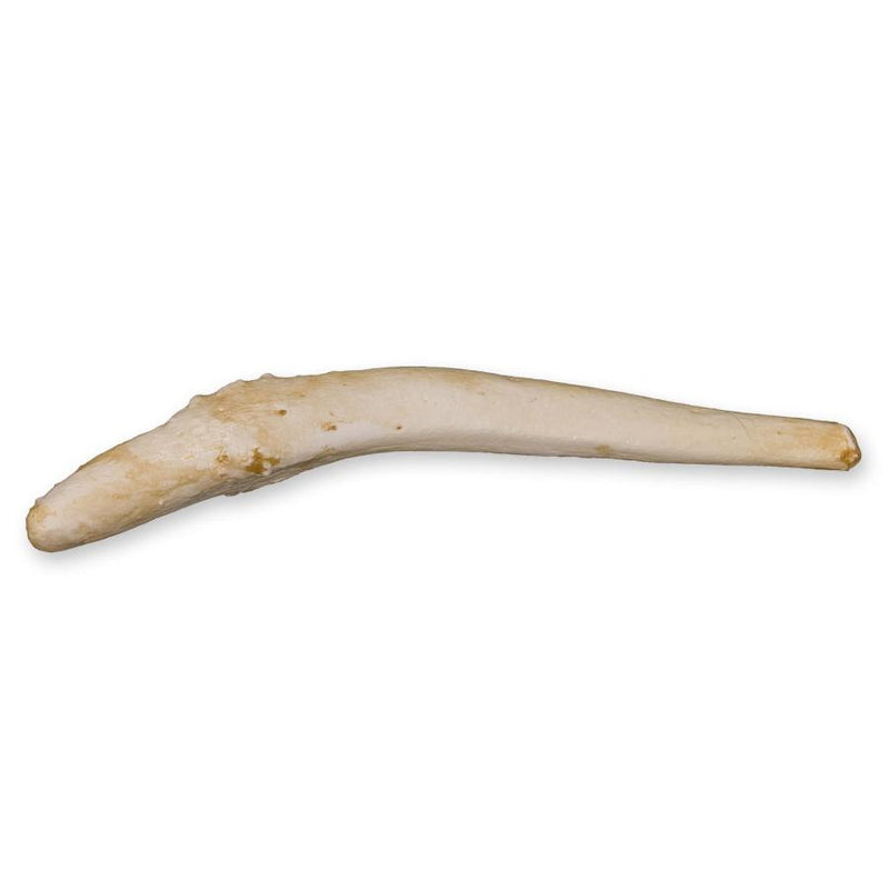 Replica Harbor Seal Baculum