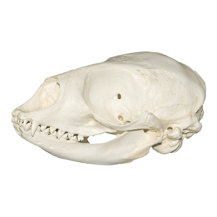 Replica Harp Seal Skull