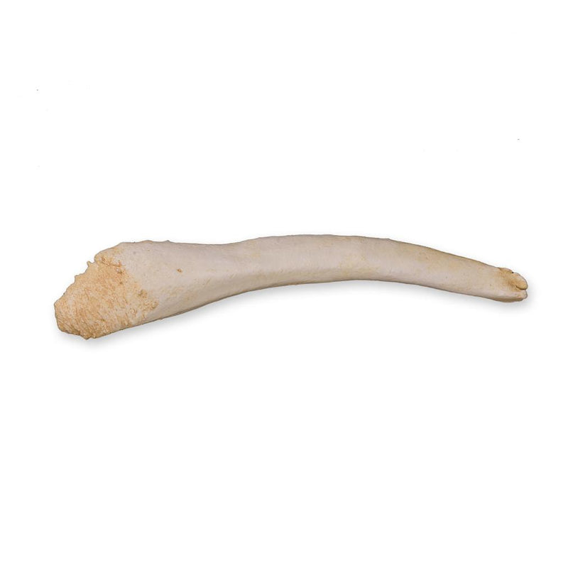 Replica Harp Seal Baculum