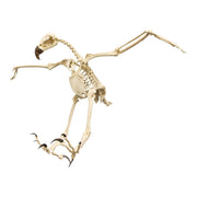 Replica Harpy Eagle Skeleton