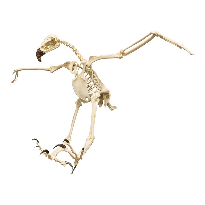 Replica Harpy Eagle Skeleton