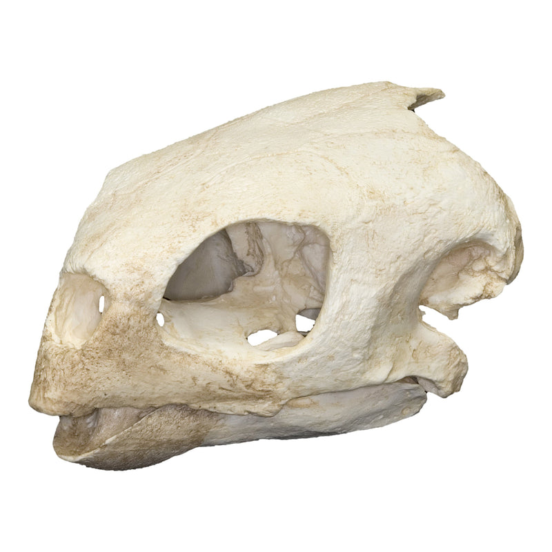 Replica Hawksbill Sea Turtle Skull