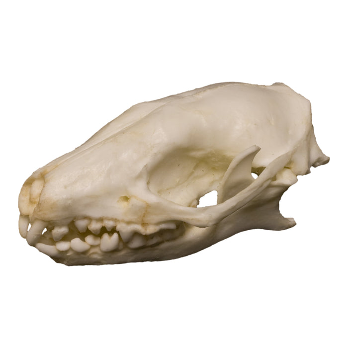 Replica Teaching Quality Hedgehog Skull