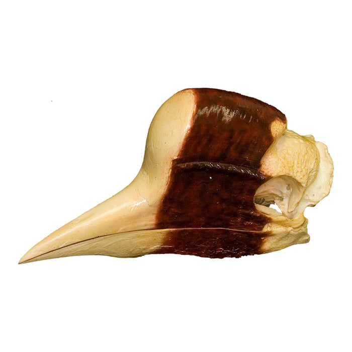 Replica Helmeted Hornbill Skull