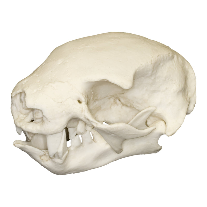 Replica Hoffmann's Two-toed Sloth Skull