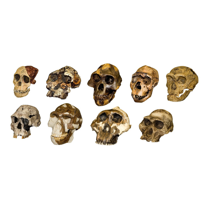 Replica Hominid Skulls - Set of Nine