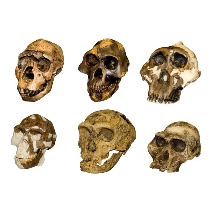 Replica Hominid Skulls - Set of Six
