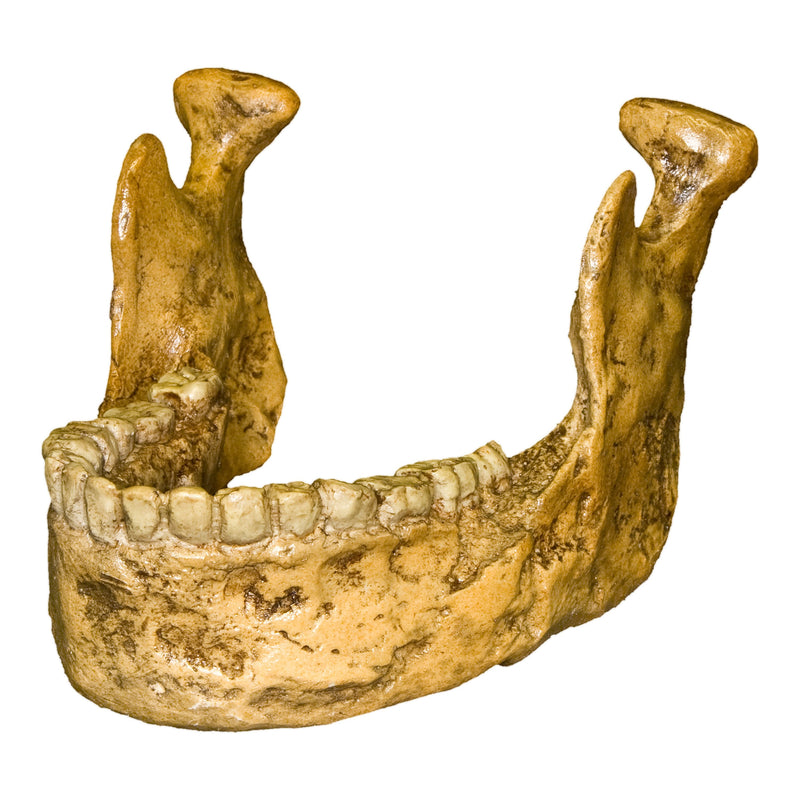 Replica Homo habilis Jaw