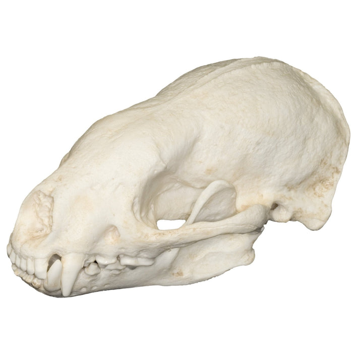 Replica Honey Badger Skull