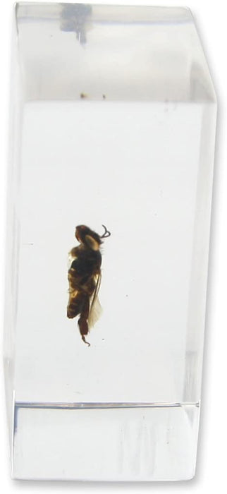 Real Honey Bee in Acrylic Paperweight (Small)