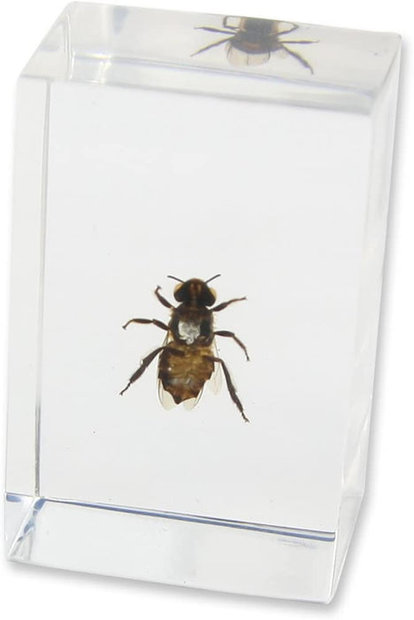 Real Honey Bee in Acrylic Paperweight (Small)