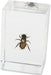Real Honey Bee in Acrylic Paperweight (Small)