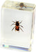 Real Honey Bee in Acrylic Paperweight (Small)