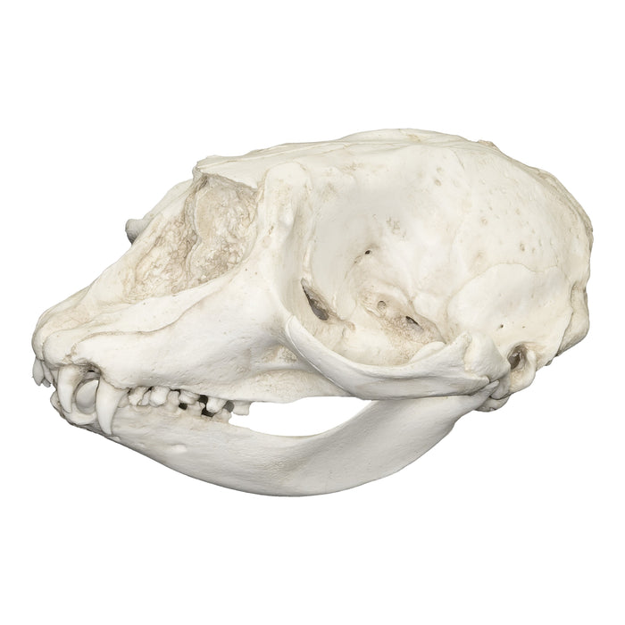 Replica Hooded Seal Skull