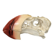 Replica Horned Puffin Skull
