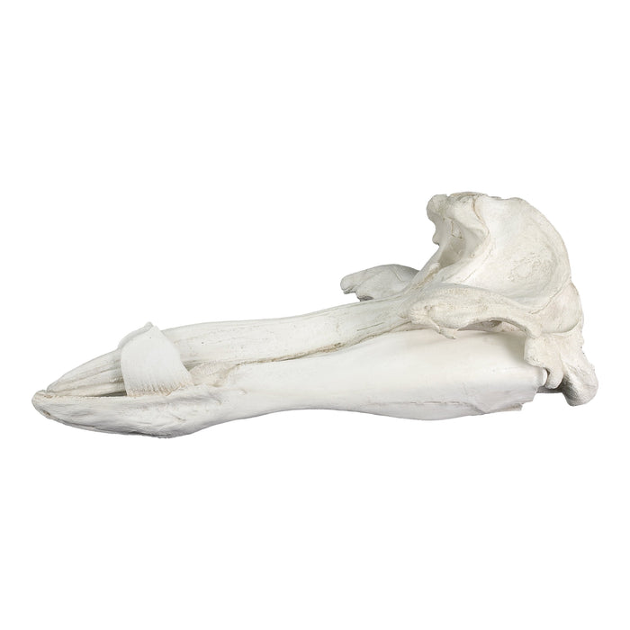 Replica Hubb's Beaked Whale Skull