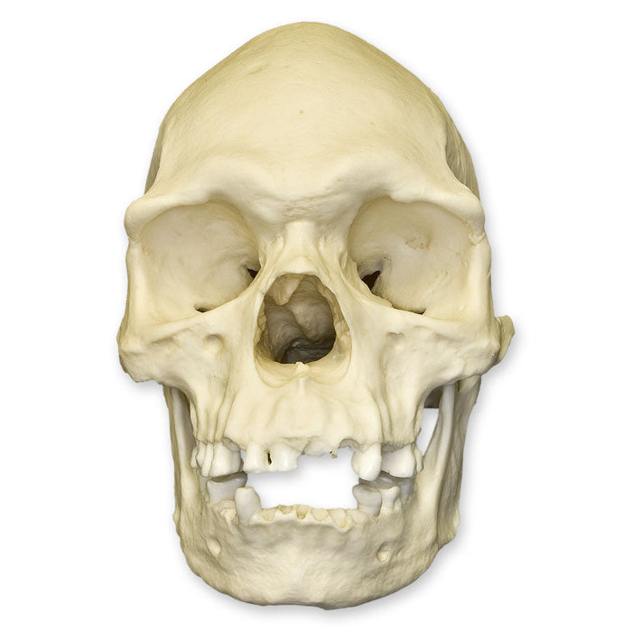 Replica Human Skull - Australian Aboriginal Male