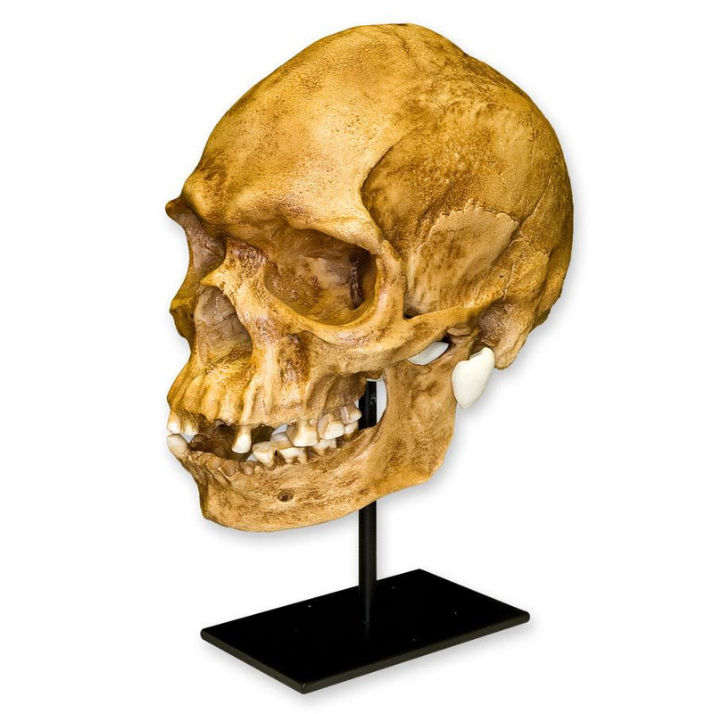 Replica Human Skull - Australian Aboriginal Male