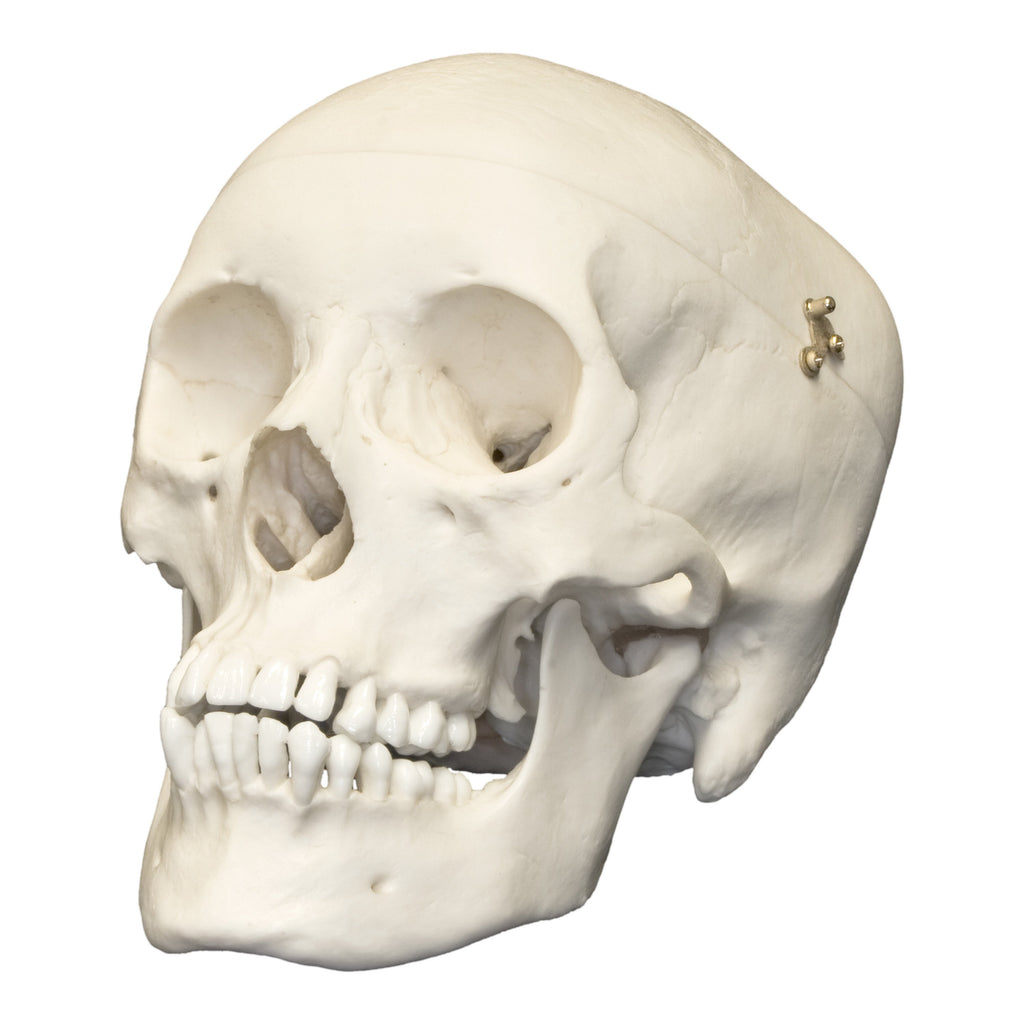 Replica Human Male Adolescent Skull with Calvarium Cut For Sale