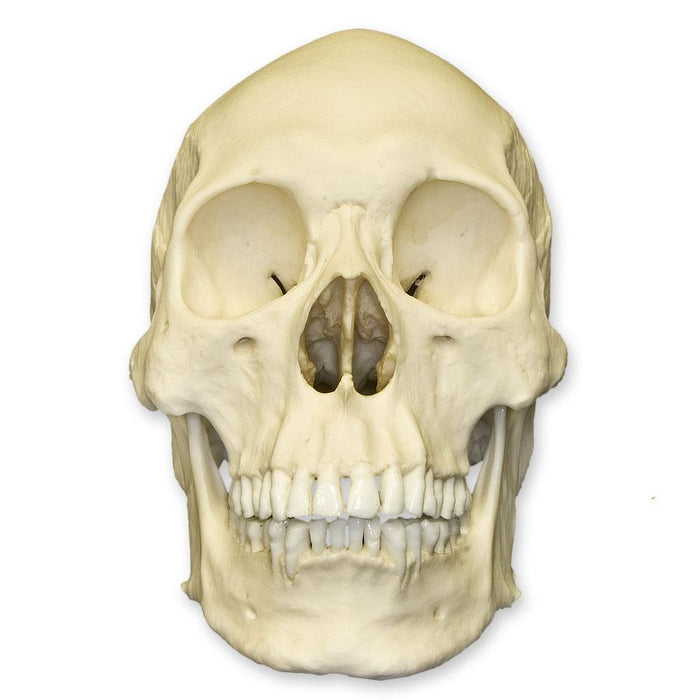 Replica Human Skull - Asian Male