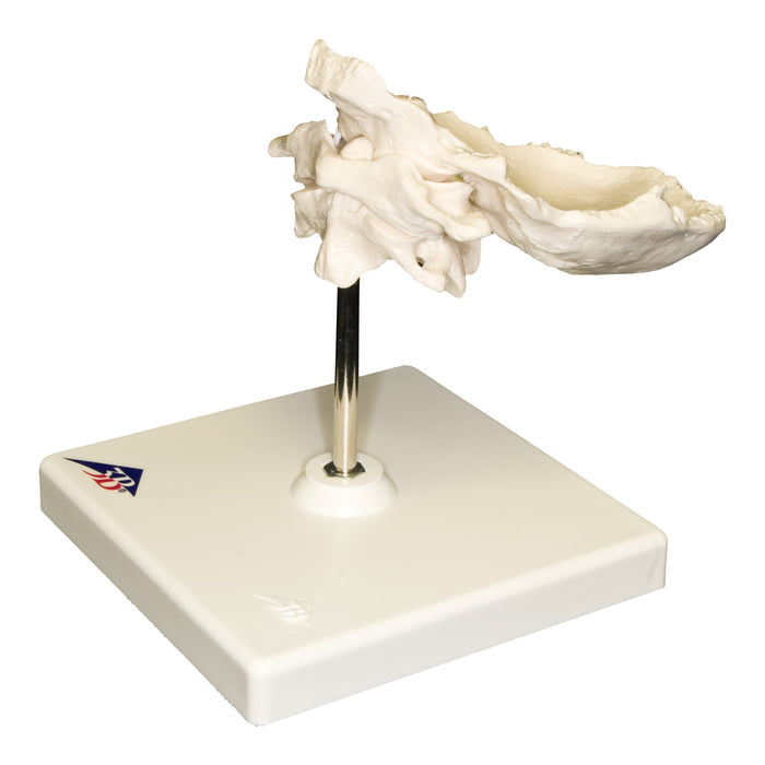 Replica Human Individual Bones Atlas and Axis with Occipital