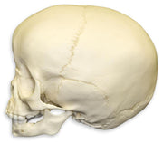 Replica 1 1/2-year-old Human Child Skull
