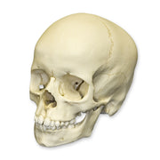 Replica 6-year-old Human Child Skull