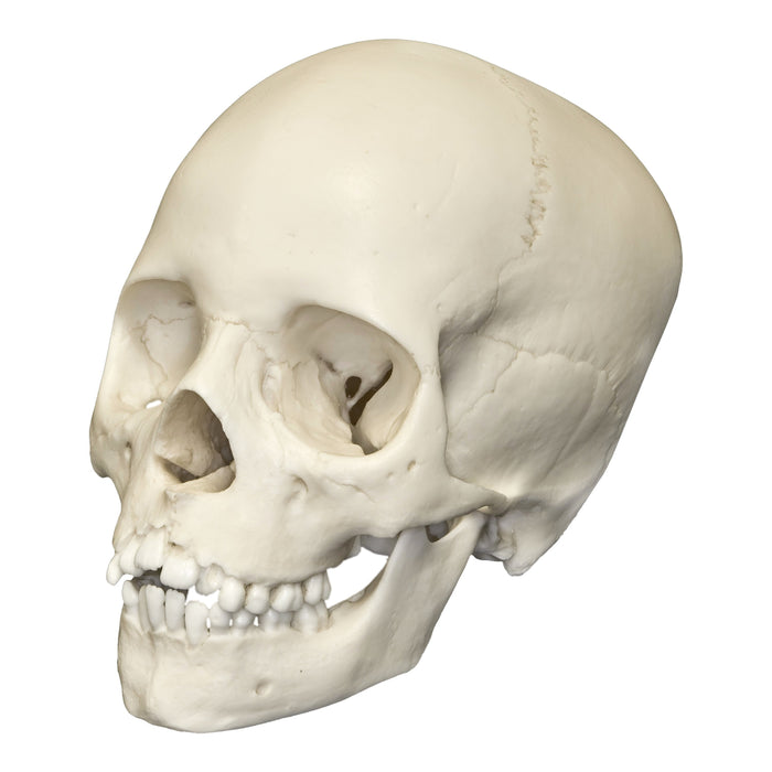 Replica 8-year-old Human Child Skull