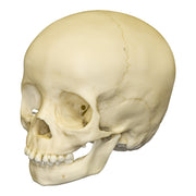 Replica 3-year-old Human Child Skull