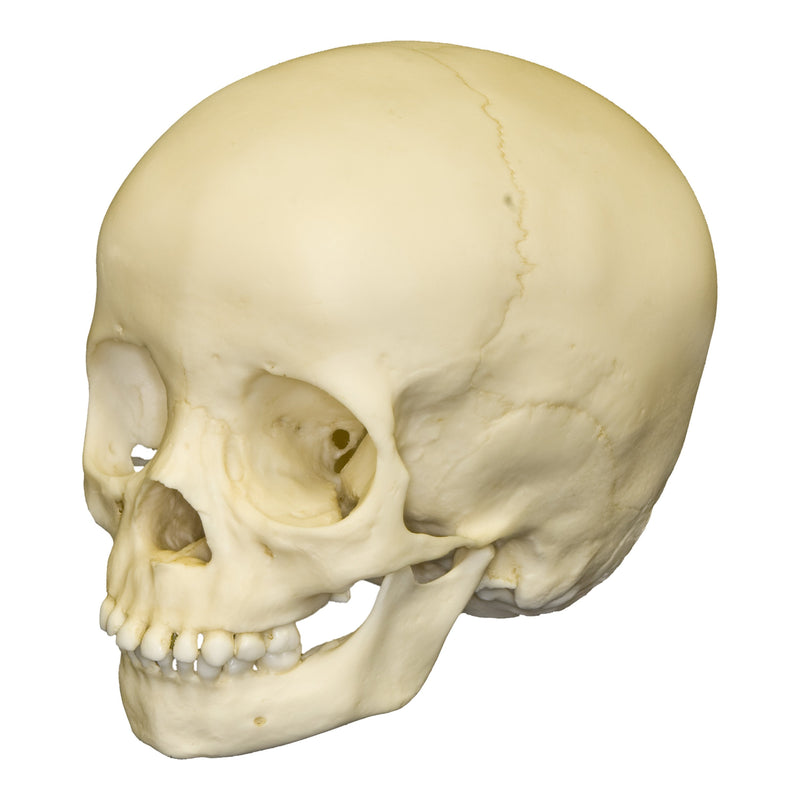 Replica 3-year-old Human Child Skull
