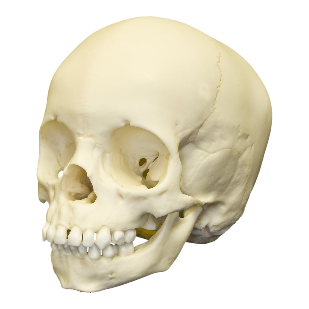 【中古】「非常に良い」SKULL MAN: COMPLETE COLLECTION Amazon.co.jp: SKULL MAN: COMPLETE COLLECTION : スカルマン (北米版