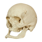 Replica Human Skull - Elderly European Male