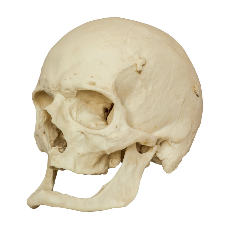 Replica Human Skull - Elderly European Male